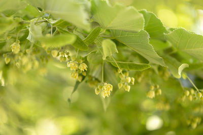 Close up of blooming linden branches during spring time.