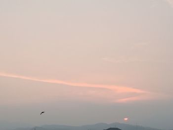 Silhouette bird flying in sky during sunset