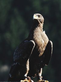 Close-up of eagle perching