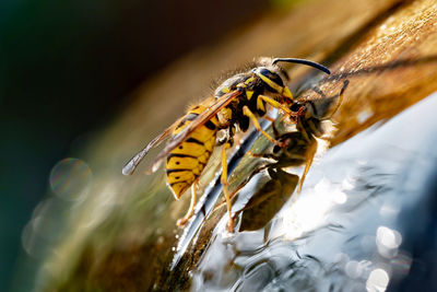 Close-up of bee pollinating