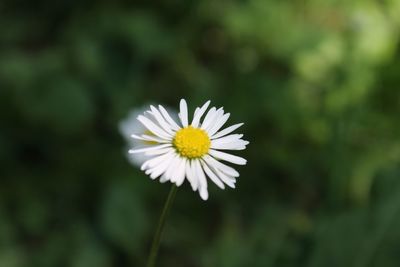 Close-up of white daisy flower