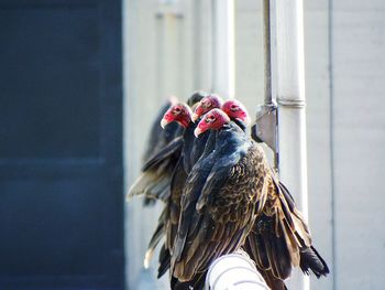 Turkey vultures perching on railing against building at east fork state park