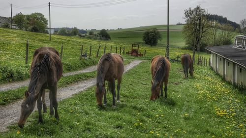 Horses grazing in field