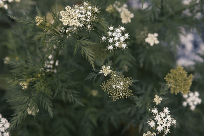 Close-up of white flowering plant