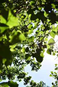 Low angle view of tree