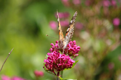 Close-up of butterfly pollinating on pink flower
