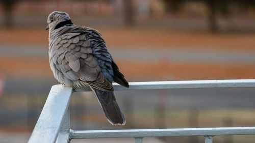 Close-up of bird perching on railing