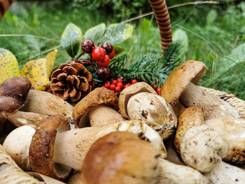 Close-up of fruits growing on land