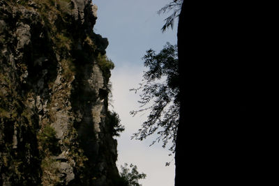 Low angle view of silhouette trees against sky