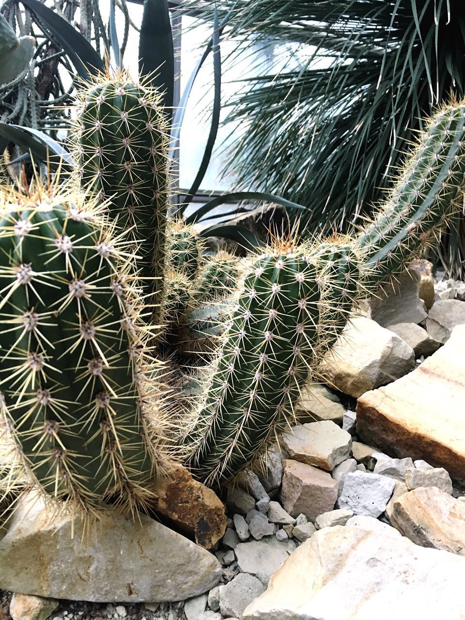 CLOSE-UP OF PRICKLY PEAR CACTUS IN GARDEN