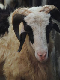 Close-up of sheep