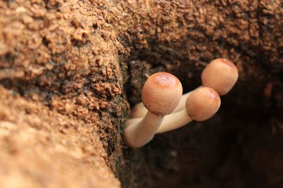 Close-up of mushrooms growing on tree trunk