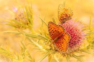 Close-up of butterfly pollinating on flower