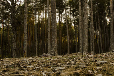 Trees in forest