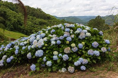 View of flowering plants on land against sky