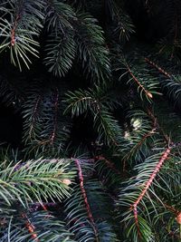 Close-up of pine tree