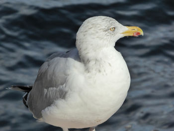 Close-up of seagull on lake