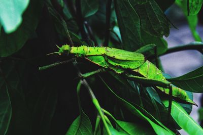 Close-up of insect on leaf