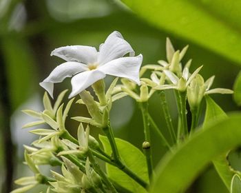 Close-up of white flowering plant