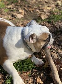 High angle view of bulldog chewing on a stick