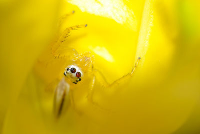 Beautiful jumping spider on yellow background 