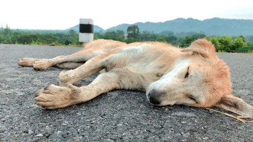 View of a sleeping cat