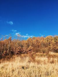 Scenic view of forest against blue sky