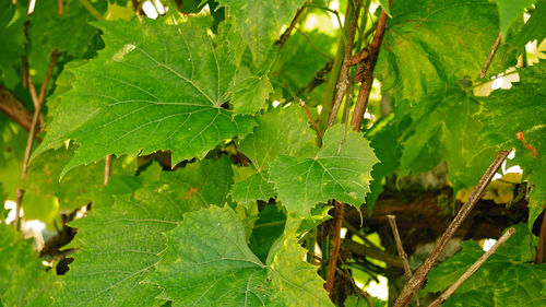 Close-up of fresh green plant