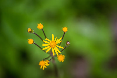 Close-up of bee on yellow flower