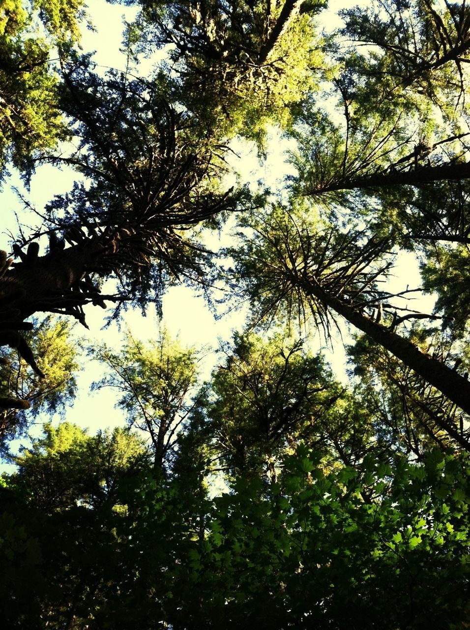 tree, low angle view, branch, growth, green color, tranquility, nature, leaf, beauty in nature, forest, tree trunk, sky, clear sky, day, lush foliage, sunlight, outdoors, scenics, green, no people