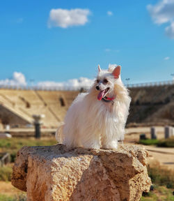 View of a dog against the sky