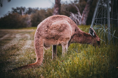 Deer in a field