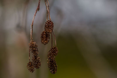 Close-up of hanging outdoors