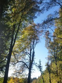 Low angle view of trees in forest