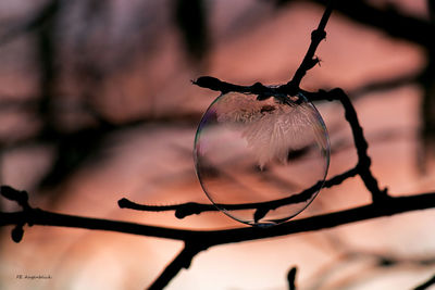 Close-up of wet branch against blurred background