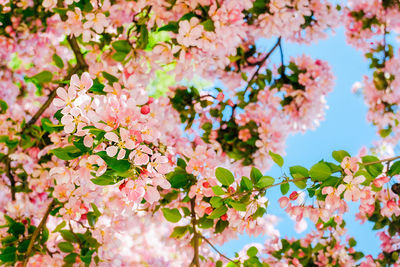 Brightly blooming pink tree on clear blue beautiful sky background, cherry blossom spring content 