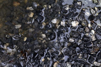High angle view of food in water