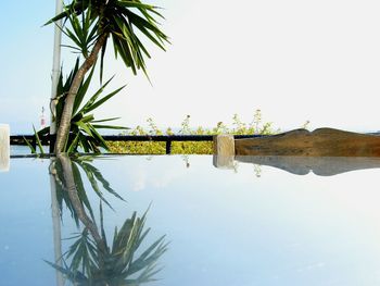 Low angle view of palm trees against clear sky