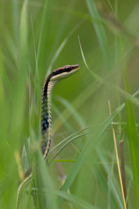 Close-up of insect on plant in field