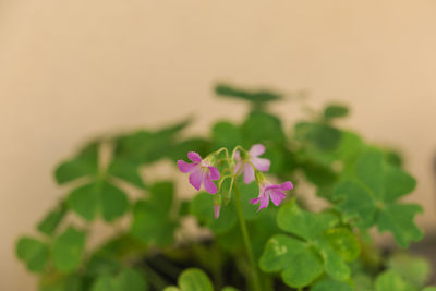 plant