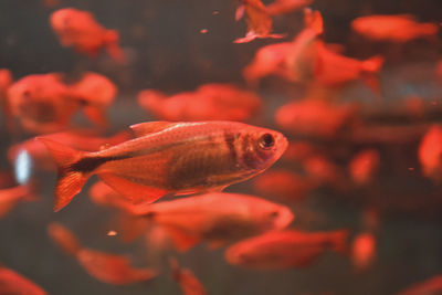 Close-up of fish swimming in sea