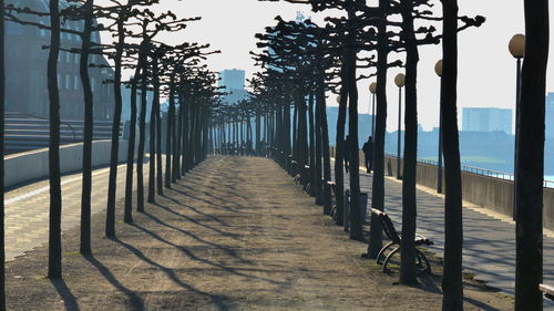 Walkway amidst trees against sky