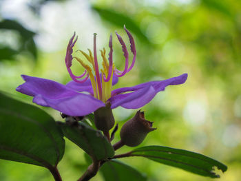 Close-up of purple flowering plant