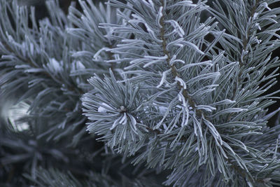 Full frame shot of pine tree during winter