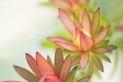 Close-up of frangipani on plant