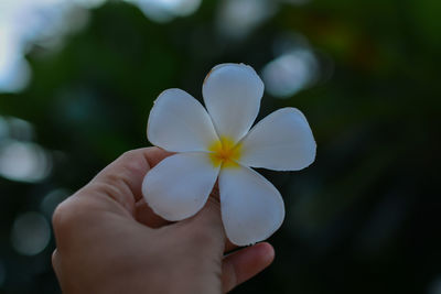 Close-up of hand holding white rose