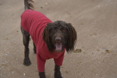 Midsection of woman with dog standing on beach