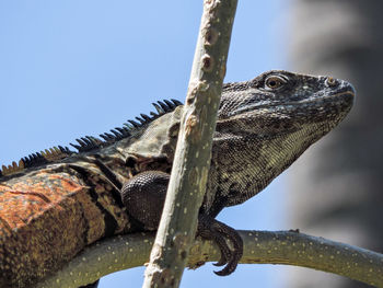 Low angle view of lizard on tree against sky