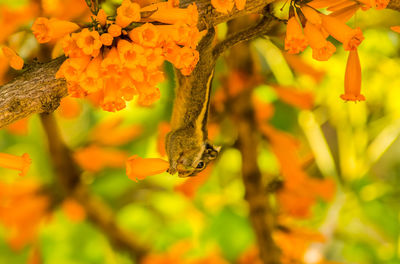 Close-up of butterfly pollinating on flower