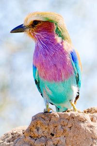 Close-up of bird perching on rock